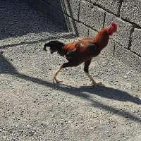 فروش خروس چابهاری