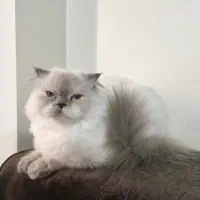هیمالین بلوپینت