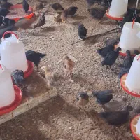 جوجه مرغ یک روزه الی 30 روزه