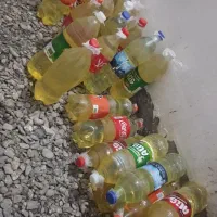 25عدد نوشمک پر