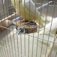 عروس هلندی گم شده