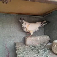کفترقریب