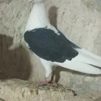 ماده دوکت سیاه پاک