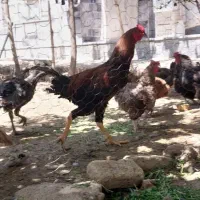 خروس لاری چله چاق