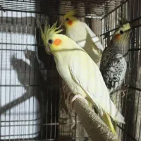 فروش عروس هلندی تعداد