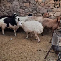 فروش میش و بز و بزغاله شیر مو