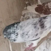 کفتر