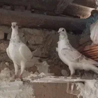 8تا جوجه یک پر ودوپر پلاکی دانه 400بام ندیده