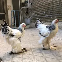 ۲ نیمچه برهما|حیوانات مزرعه|تهران, خانی‌آباد|دیوار