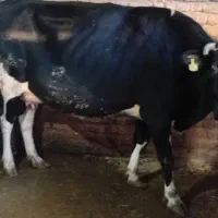 گاو شیری با گوساله نر