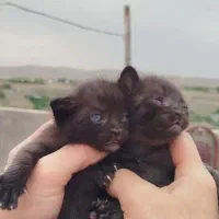 بچه گربه