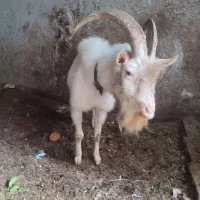 بز سانن و بزغاله شیری سانن