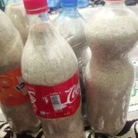 بذر گوجه ای