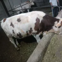 گوساله