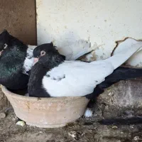 نر و ماده سینه