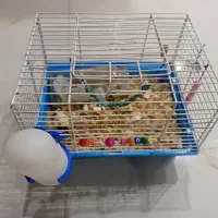 همستر چشم شرابی