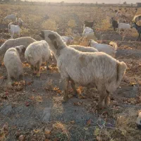 سه عدد قوچ بختیاری
