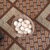 تخم مرغ محلی