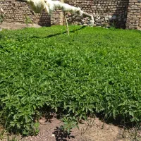 نشا گوجه