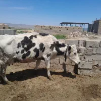 گاو|حیوانات مزرعه|پائین جام, |دیوار