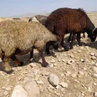 میش داشتی بز