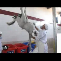 کارگر آقا و خانم میانسال