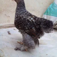 فروش‌جوجه‌مرغ‌گلین‌برهماوجوجه‌محلی‌