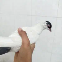 کبوتر امپراتور