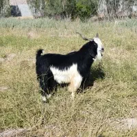 کهره نر بذری شهرکردی