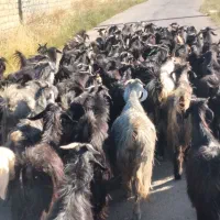 بز داشتی مو دار سیاه ترکی