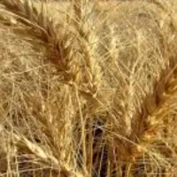 فروش گندم ابی