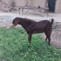 یک عددنری