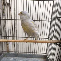 قناری ماده
