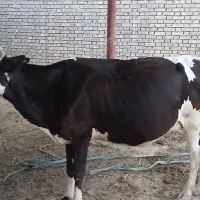 گاوهلشتاین