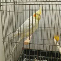 عروس هلندی ماده
