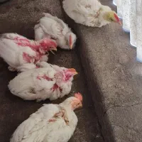 جوجه خروس