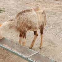 میش پاک خوش خوراک ۹میلیون ۷۰۰حراج