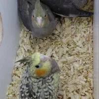 عروس هلندی
