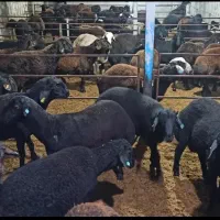 الوبایک تماس گوسفند تحویل زنده درمحل