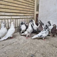 کبوتر تهرونی و کاشونی