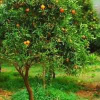 زمین ۲۱۸متری جویبار