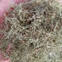 اسپند|گل و گیاه طبیعی|فسا, |دیوار