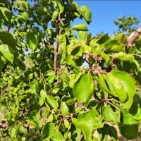 نیازمند باغبان و نگهبان باغ خانه زنیان شیراز