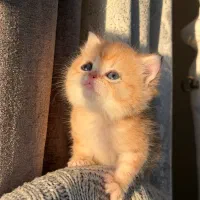 بریتیش گلدny12صورت خرسی