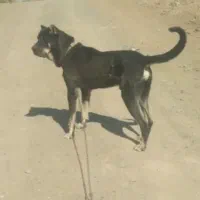 سگ سرابی ۱۸ماهه