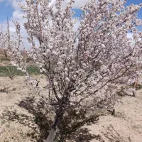 زمین بایر  300 تا ۱۵۰۰ متر سوسن اباد معاوضه
