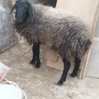 گوسفند زنده بره میش