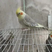 عروس هلندی