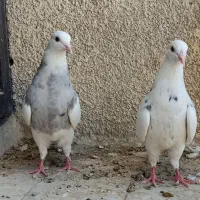 کبوتر طوقی الماسی، آجری، زرین، سرکه ای
