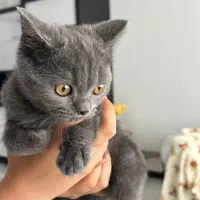 گربه اسکاتیش بلو